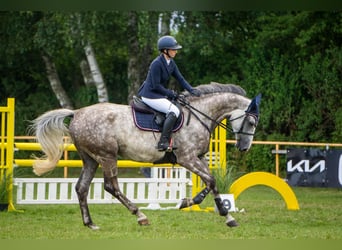 Mecklenburger warmbloed, Ruin, 6 Jaar, 171 cm, Schimmel