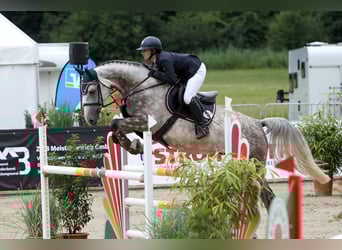 Mecklenburger warmbloed, Ruin, 6 Jaar, 171 cm, Schimmel