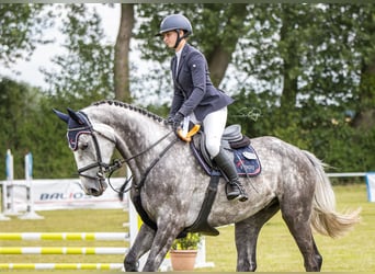 Mecklenburger warmbloed, Ruin, 6 Jaar, 171 cm, Schimmel