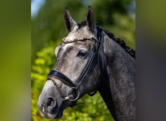 Mecklenburger warmbloed, Ruin, 6 Jaar, 175 cm, Schimmel