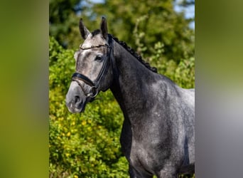 Mecklenburger warmbloed, Ruin, 6 Jaar, 175 cm, Schimmel