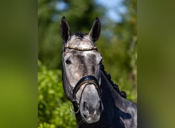 Mecklenburger warmbloed, Ruin, 6 Jaar, 175 cm, Schimmel