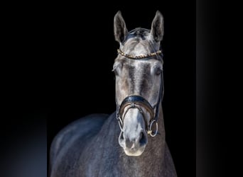 Mecklenburger warmbloed, Ruin, 6 Jaar, 175 cm, Schimmel