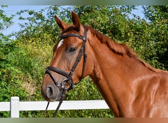 Mecklenburger warmbloed, Ruin, 6 Jaar