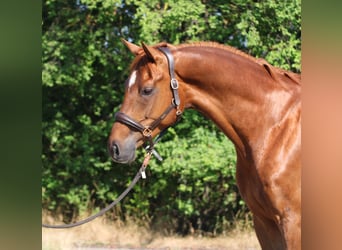 Mecklenburger warmbloed, Ruin, 7 Jaar, 171 cm, Vos