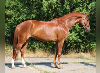Mecklenburger warmbloed, Ruin, 7 Jaar, 171 cm, Vos