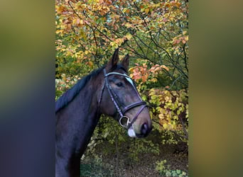 Mecklenburger warmbloed, Ruin, 7 Jaar, 174 cm, Donkerbruin