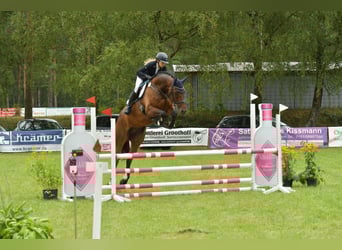 Mecklenburger warmbloed, Ruin, 7 Jaar, 175 cm, Donkerbruin