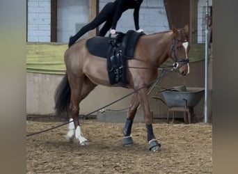 Mecklenburger warmbloed, Ruin, 7 Jaar, 175 cm, Donkere-vos