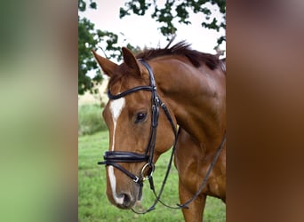 Mecklenburger warmbloed, Ruin, 7 Jaar, 175 cm, Donkere-vos