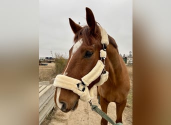 Mecklenburger warmbloed, Ruin, 7 Jaar, 176 cm, Donkere-vos