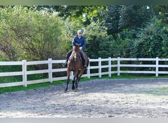 Mecklenburger warmbloed, Ruin, 7 Jaar, 178 cm, Bruin