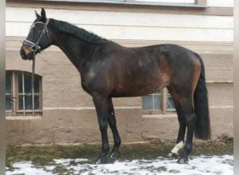 Mecklenburger warmbloed, Ruin, 8 Jaar, 167 cm, Donkerbruin