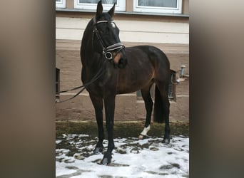 Mecklenburger warmbloed, Ruin, 8 Jaar, 167 cm, Donkerbruin