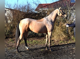 Mecklenburger warmbloed, Ruin, 8 Jaar, 169 cm, Buckskin