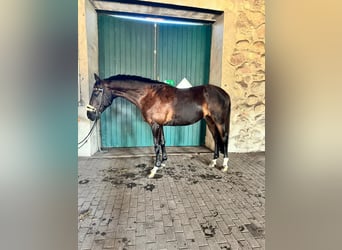 Mecklenburger warmbloed, Ruin, 8 Jaar, 169 cm, Donkerbruin