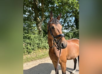 Mecklenburger warmbloed, Ruin, 8 Jaar, 170 cm, Bruin
