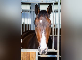 Mecklenburger warmbloed, Ruin, 8 Jaar, 170 cm, Donkerbruin