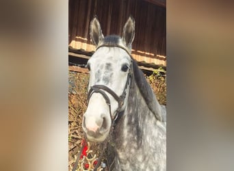 Mecklenburger warmbloed, Ruin, 8 Jaar, 170 cm, Schimmel