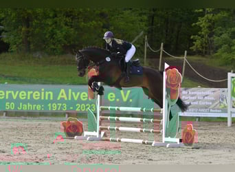 Mecklenburger warmbloed, Ruin, 8 Jaar, 172 cm, Bruin