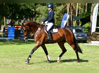 Mecklenburger warmbloed, Ruin, 8 Jaar, 173 cm, Donkerbruin