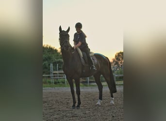 Mecklenburger warmbloed, Ruin, 8 Jaar, 174 cm, Zwart