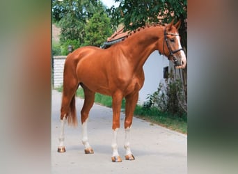 Mecklenburger warmbloed, Ruin, 8 Jaar, 176 cm, Donkere-vos