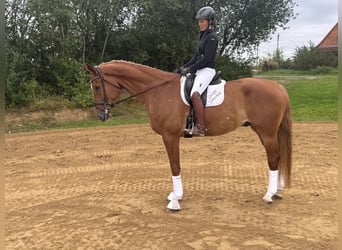 Mecklenburger warmbloed, Ruin, 8 Jaar, 178 cm, Vos