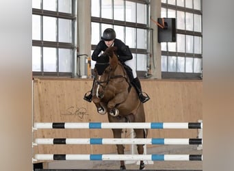 Mecklenburger warmbloed, Ruin, 9 Jaar, 166 cm, Donkere-vos