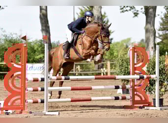 Mecklenburger warmbloed, Ruin, 9 Jaar, 168 cm, Vos