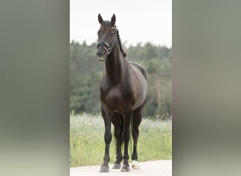 Mecklenburger warmbloed, Ruin, 9 Jaar, 172 cm, Zwartbruin