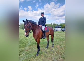 Mecklenburger warmbloed, Ruin, 9 Jaar, 176 cm, Bruin