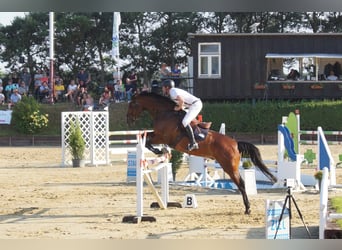 Mecklenburger warmbloed, Ruin, 9 Jaar, 176 cm, Bruin