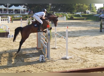 Mecklenburger warmbloed, Ruin, 9 Jaar, 176 cm, Bruin