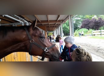 Mecklenburger warmbloed, Ruin, 9 Jaar, 176 cm, Bruin