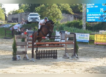 Mecklenburger warmbloed, Ruin, 9 Jaar, 176 cm, Bruin