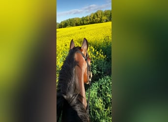 Mecklenburger warmbloed, Ruin, 9 Jaar, 176 cm, Bruin