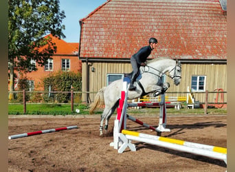 Mecklenburger warmbloed, Ruin, 9 Jaar, 179 cm, Schimmel