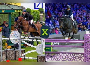 Mecklenburger Warmblut, Hengst, Embryo