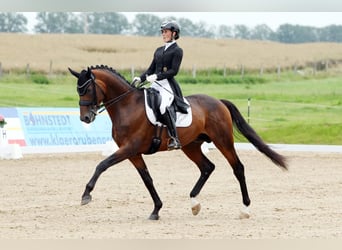Mecklenburger Warmblut, Hengst, 10 Jahre, 169 cm, Brauner