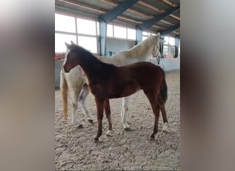 Mecklenburger Warmblut, Hengst, 1 Jahr, 167 cm, Brauner