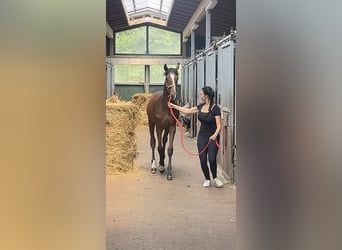 Mecklenburger Warmblut, Hengst, 1 Jahr, 167 cm, Brauner