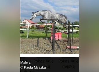 Mecklenburger Warmblut, Hengst, 1 Jahr, 167 cm, Brauner