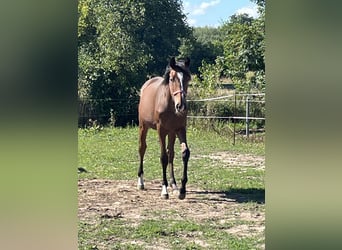 Mecklenburger Warmblut, Hengst, 1 Jahr, 167 cm, Brauner
