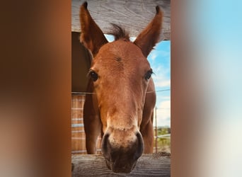 Mecklenburger Warmblut, Hengst, 1 Jahr, 168 cm, Brauner