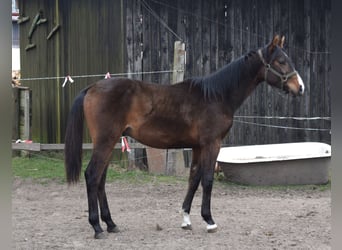 Mecklenburger Warmblut, Hengst, 1 Jahr, Brauner
