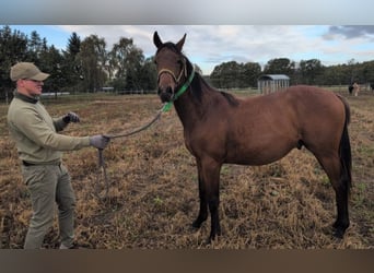 Mecklenburger Warmblut, Hengst, 1 Jahr, Brauner