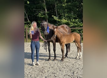Mecklenburger Warmblut, Hengst, 1 Jahr, Brauner