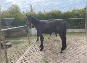 Mecklenburger Warmblut, Hengst, 1 Jahr, Schwarzbrauner