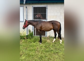 Mecklenburger Warmblut, Hengst, 2 Jahre, 162 cm